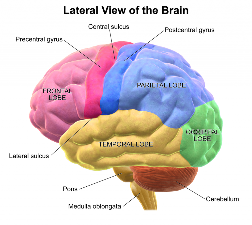الدماغ : التشريح وعلم وظائف الأعضاء= وجهة نظر نفسية